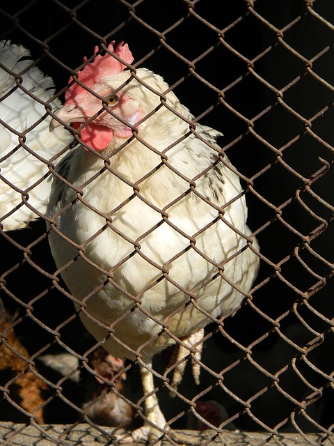 在國際足球 在國際足球